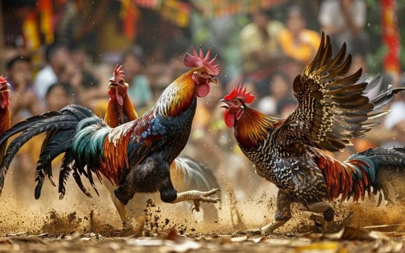 Chọn ngày đá gà theo tuổi xung khắc với đối thủ