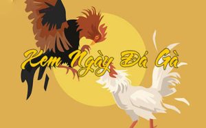 Xem ngày tốt đá gà sẽ thu hút năng lượng tích cực cho chiến kê